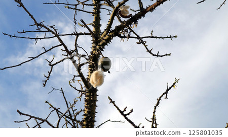 Ceiba cotton tree produces large, round fruits, displaying spiky branches against a clear blue sky, featuring fluffy fibers ready for dispersal. Nature showcases its unique beauty. 125801035