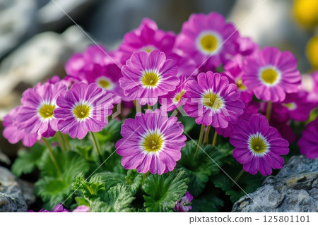 Beautiful blooming pink flowers in a rocky garden 125801101