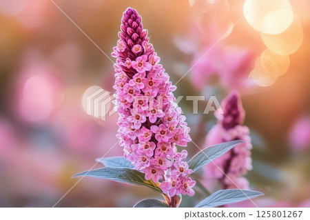 Blooming pink flowers in a serene garden setting 125801267
