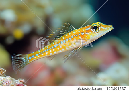 Colorful fish swimming in clear coral reef waters 125801287
