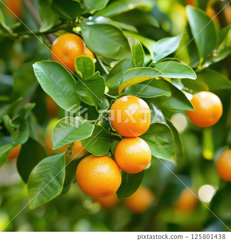 Fresh oranges grow on a vibrant tree in sunlight Fresh oranges grow on a vibrant tree in sunlight 125801438