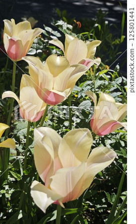 Delicate pale yellow tulips with pink accents 125801441