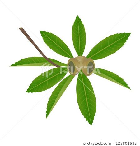 Branch of quercus austrocochinchinensis with fruits on a white. Branch of quercus austrocochinchinensis with fruits on a white. 125801682