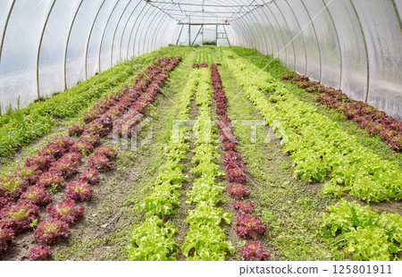 Organic lettuce grown in a polytunnel. 125801911