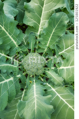 Close up of broccoli on an organic plantation, selective focus. 125801922