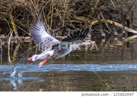 The flying greylag goose, Anser anser is a species of large goose The flying greylag goose, Anser anser is a species of large goose 125802097