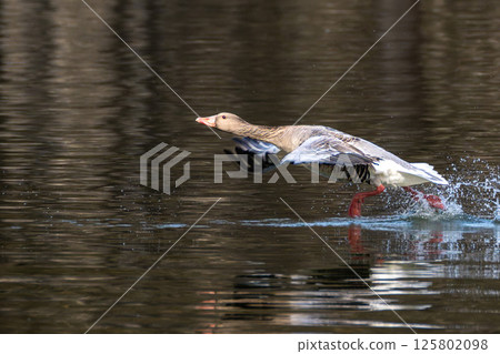 The flying greylag goose, Anser anser is a species of large goose The flying greylag goose, Anser anser is a species of large goose 125802098
