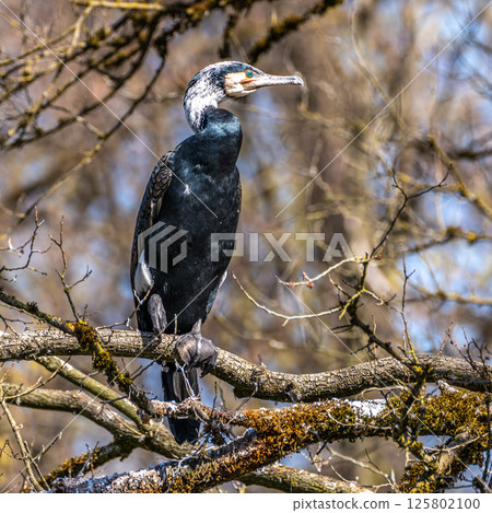 The great cormorant, Phalacrocorax carbo sitting on a branch The great cormorant, Phalacrocorax carbo sitting on a branch 125802100