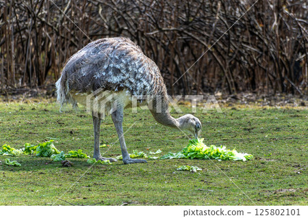 Darwin's rhea, Rhea pennata also known as the lesser rhea. 125802101