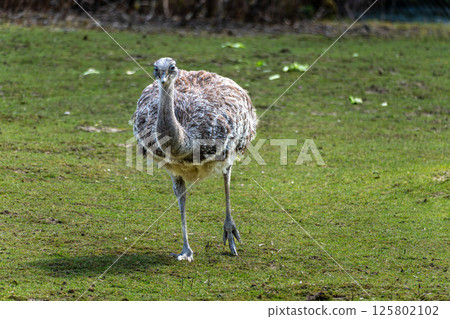 Darwin's rhea, Rhea pennata also known as the lesser rhea. Darwin's rhea, Rhea pennata also known as the lesser rhea. 125802102