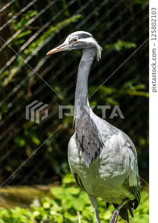 Demoiselle Crane, Anthropoides virgo are living in the bright green meadow during the day time Demoiselle Crane, Anthropoides virgo are living in the bright green meadow during the day time 125802103