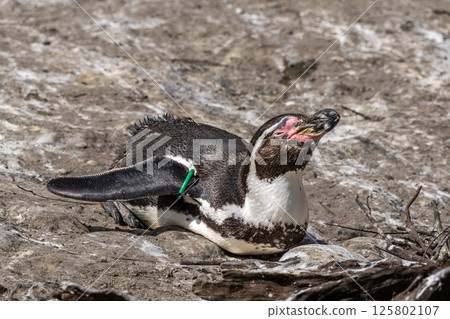 Humboldt Penguin, Spheniscus humboldti in a park Humboldt Penguin, Spheniscus humboldti in a park 125802107