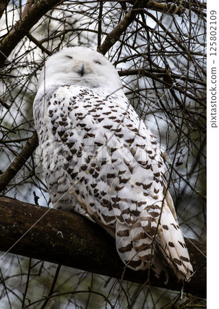 The Snowy Owl, Bubo scandiacus is a large, white owl of the owl family The Snowy Owl, Bubo scandiacus is a large, white owl of the owl family 125802109