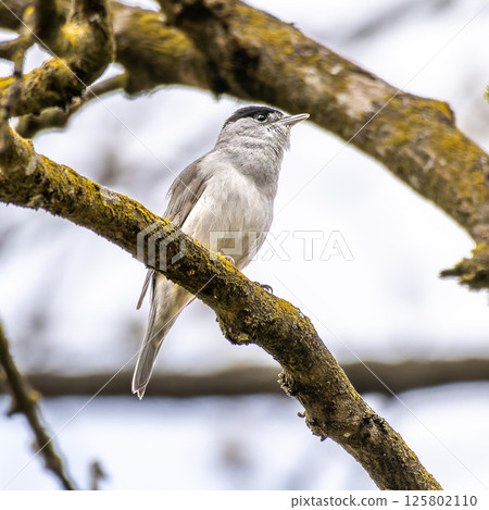An Eurasian blackcap, Sylvia atricapilla sits on a tree and sings. Wildlife scene with a passerine bird. 125802110
