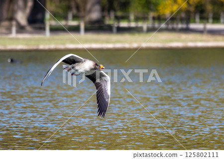 The flying greylag goose, Anser anser is a species of large goose The flying greylag goose, Anser anser is a species of large goose 125802111