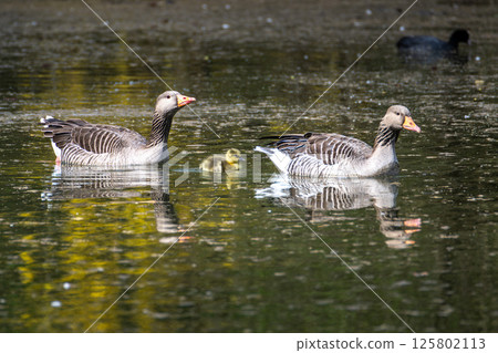 Family of greylag geese, Anser anser with small babies. Family of greylag geese, Anser anser with small babies. 125802113