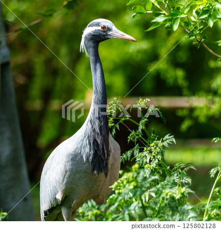 Demoiselle Crane, Anthropoides virgo are living in the bright green meadow during the day time 125802128
