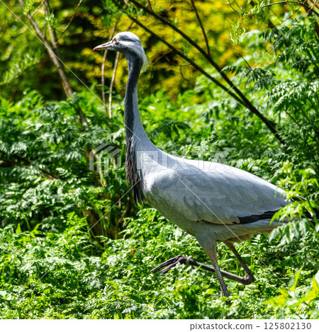 Demoiselle Crane, Anthropoides virgo are living in the bright green meadow during the day time 125802130