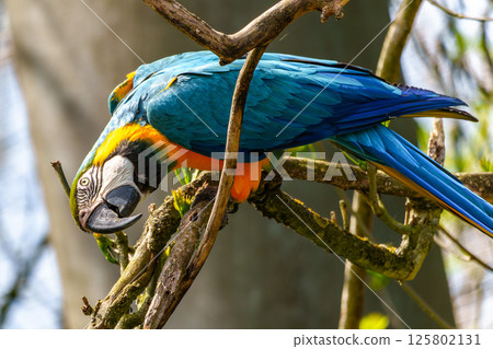 The Blue-and-yellow Macaw, Ara ararauna is a large South American parrot 125802131
