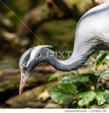 Demoiselle Crane, Anthropoides virgo are living in the bright green meadow during the day time 125802136