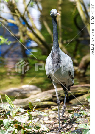Demoiselle Crane, Anthropoides virgo are living in the bright green meadow during the day time 125802137