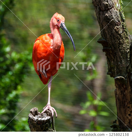 The Scarlet ibis, Eudocimus ruber is a species of ibis in the bird family Threskiornithidae. The Scarlet ibis, Eudocimus ruber is a species of ibis in the bird family Threskiornithidae. 125802138