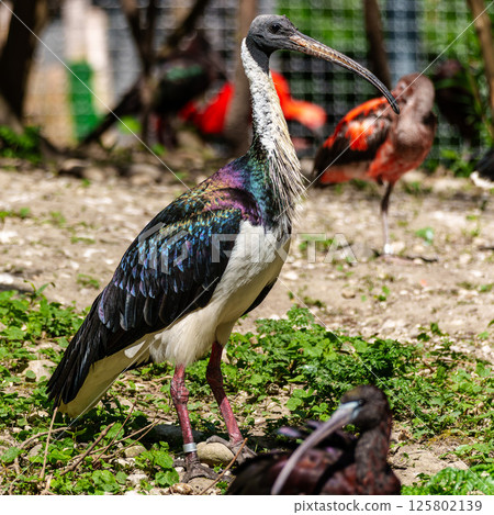 The Straw-necked Ibis, Threskiornis spinicollis is a bird of the ibis family The Straw-necked Ibis, Threskiornis spinicollis is a bird of the ibis family 125802139