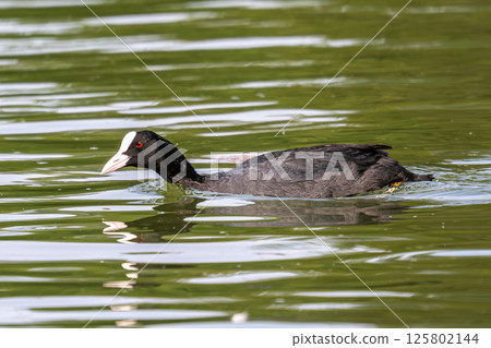 The Eurasian coot, Fulica atra swimming on the Kleinhesseloher Lake at Munich, Germany 125802144