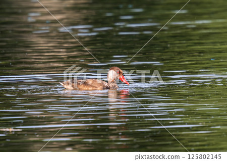 Red-crested Pochard, Netta rufina swimming in a lake at Munich, Germany Red-crested Pochard, Netta rufina swimming in a lake at Munich, Germany 125802145
