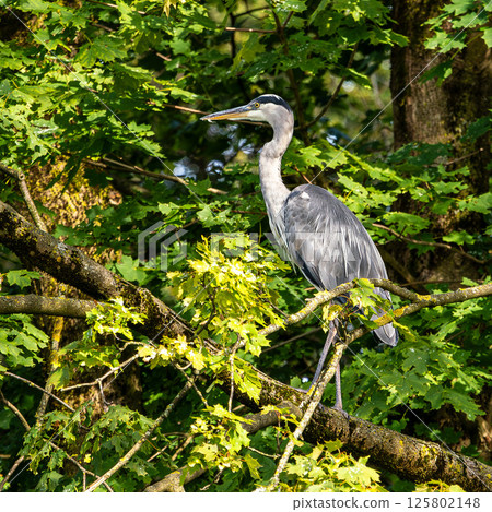 Grey heron, Ardea cinerea, sitting on a branch in a tree and looking around 125802148