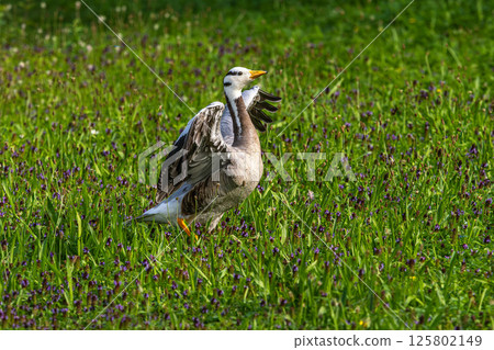 The bar-headed goose, Anser indicus seen in English Garden in Munich The bar-headed goose, Anser indicus seen in English Garden in Munich 125802149