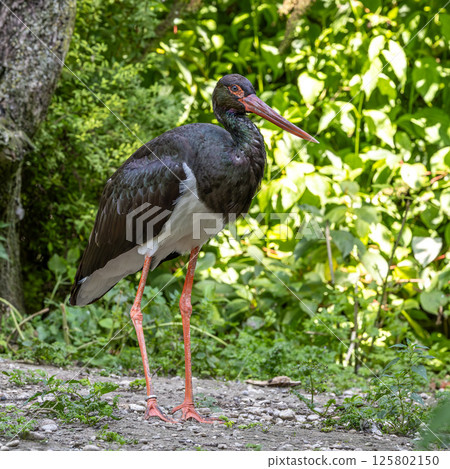 Black stork, Ciconia nigra in a german nature park 125802150