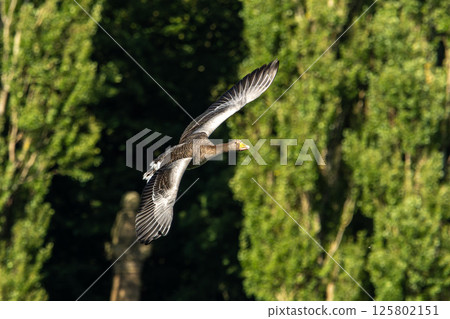 The flying greylag goose, Anser anser is a species of large goose The flying greylag goose, Anser anser is a species of large goose 125802151