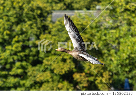 The flying greylag goose, Anser anser is a species of large goose The flying greylag goose, Anser anser is a species of large goose 125802153