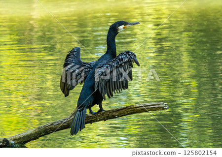 The great cormorant, Phalacrocorax carbo sitting on a branch The great cormorant, Phalacrocorax carbo sitting on a branch 125802154