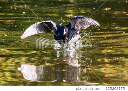 The Eurasian coot, Fulica atra swimming on the Kleinhesseloher Lake at Munich, Germany 125802155