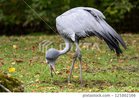 The Blue Crane, Grus paradisea, is an endangered bird The Blue Crane, Grus paradisea, is an endangered bird 125802166