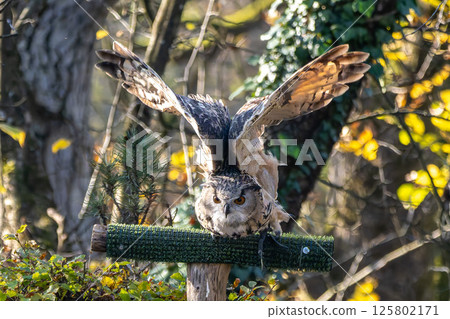 Siberian eagle owl, bubo bubo sibiricus. The biggest owl in the world 125802171