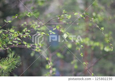 green, branch, background 125802230