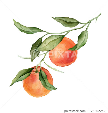 Grapefruit big Branch. Hand drawn watercolor illustration of orange red tropical citrus Food on white isolated background. Drawing of grapefruit tree with green leaves. Sketch of juicy for menu. 125802242