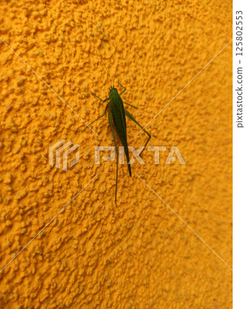 Green grasshopper standing on a rough yellow wall copy space Green grasshopper standing on a rough yellow wall copy space 125802553
