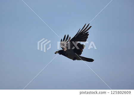Crow flying in blue sky Crow flying in blue sky 125802609