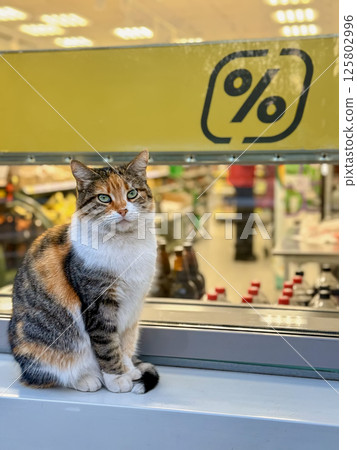 Cute cat sitting outside store window near discount sign, observing surroundings. Cat moment symbolizing urban coziness, everyday street life. Discount and sale concept 125802996