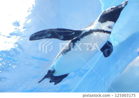 Cape penguins swimming energetically 125803175
