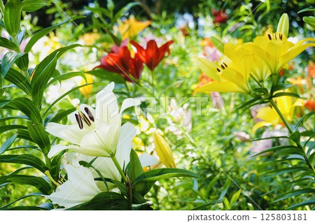 Multicolored lily 125803181