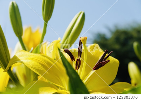 黃色百合花映襯著藍天 黃色百合花映襯著藍天 125803376