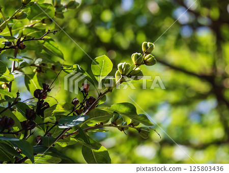 Young green leaves and flower buds of Exochorda korolkowii in spring in the garden. Exochorda racemosa is a shrub rose. 125803436