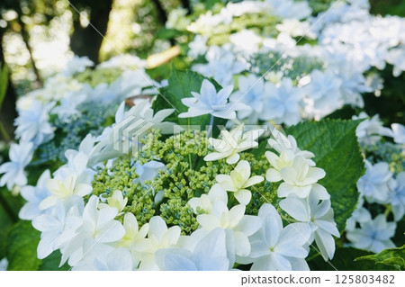 Beautiful white hydrangea 125803482
