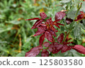 a young rose bush is red-green without flowering. 125803580