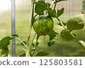 A lot of green tomatoes on a bush in a greenhouse. Tomato plants in greenhouse. 125803581